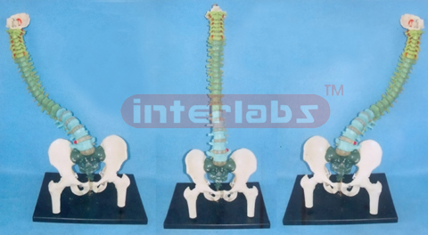 BIG ADVANCED AND FLEXBLE VERTEBREA MODEL WITH PELVIS AND SEPARATED BY COLOURS, ASSEMBLABLE AND CHANGING ARBITRARILY